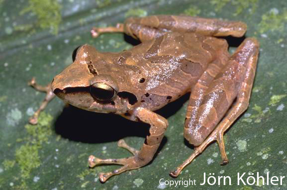  Eleutherodactylus danae ID = 