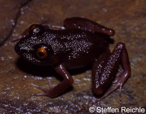  Eleutherodactylus zongoensis ID = 