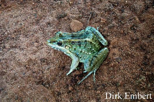  Leptodactylus chaquensis ID = 