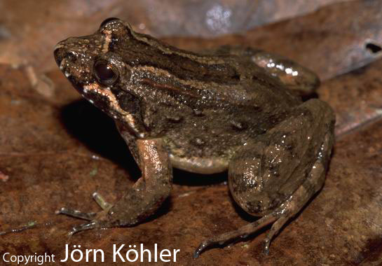  Leptodactylus griseigularis ID = 