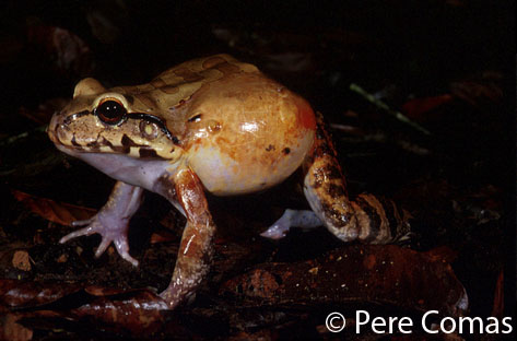  Leptodactylus knudseni ID = 