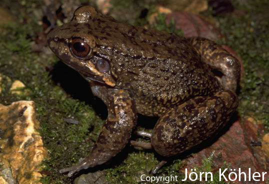  Leptodactylus rhodonotus ID = 