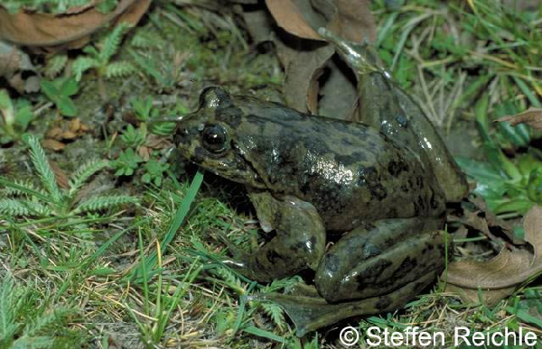  Telmatobius bolivianus ID = 