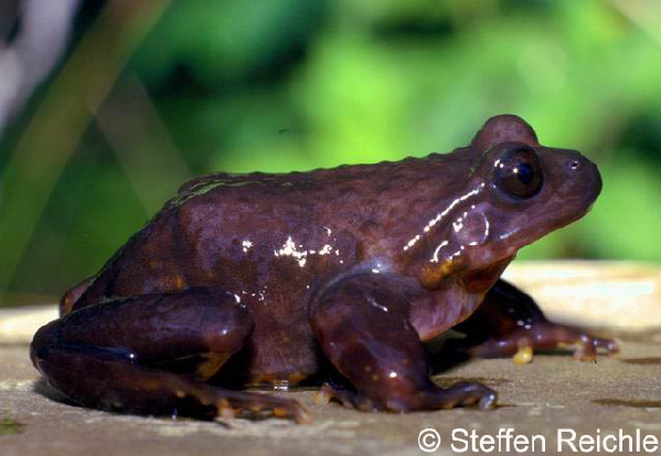  Telmatobius edaphonastes ID = 