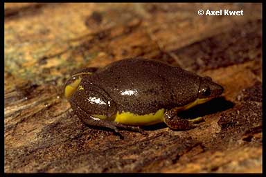  Elachistocleis bicolor ID = 