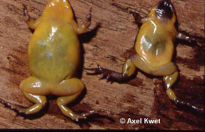  Elachistocleis bicolor (SCHNEIDER, 1799) ID = 