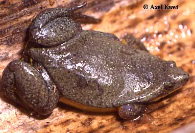  Elachistocleis bicolor (SCHNEIDER, 1799) ID = 