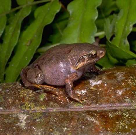  Plethodontohyla alluaudi ID = 