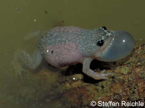  Chiasmocleis albopunctata ID = 