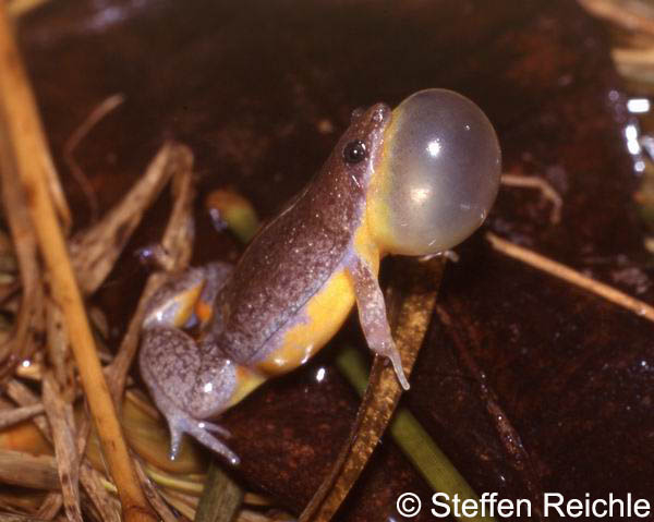  Elachistocleis bicolor ID = 