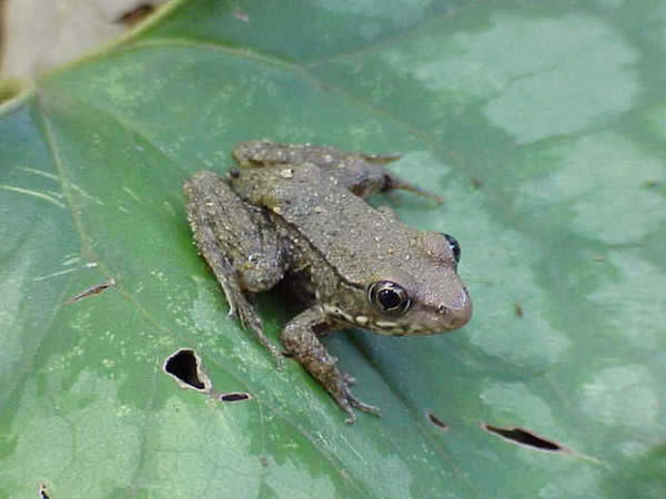  Rana clamitans clamitans ID = 