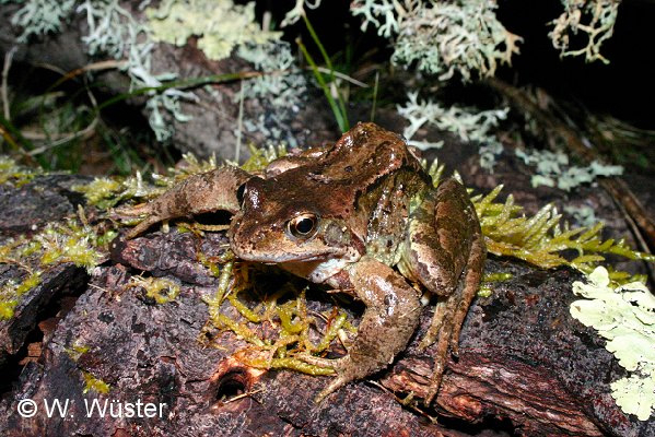  Rana temporaria ID = 