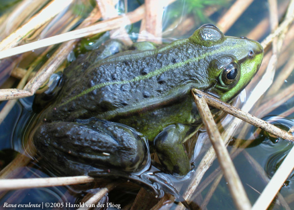  Rana esculenta ID = 