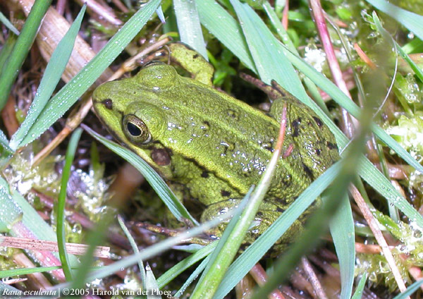  Rana esculenta ID = 