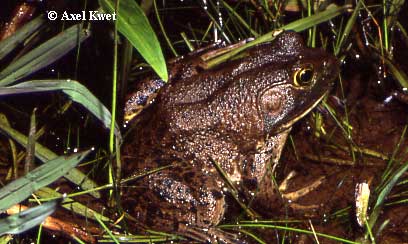  Rana catesbeiana ID = 