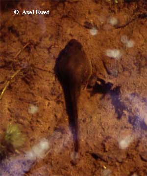  Rana catesbeiana ID = 