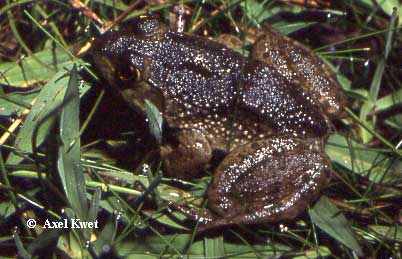  Rana catesbeiana ID = 