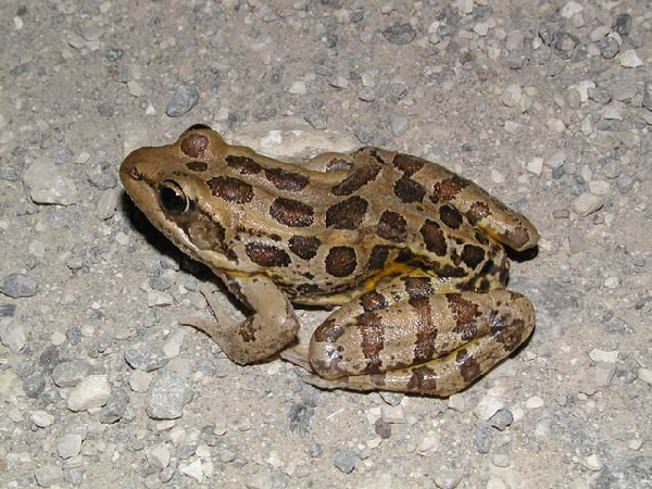  Rana palustris ID = 