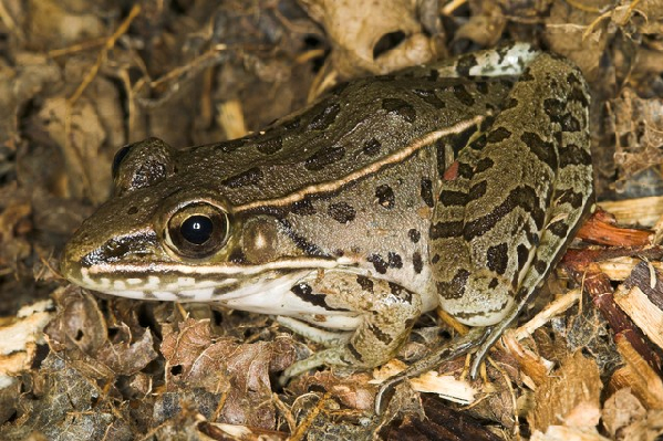  Rana sphenocephala utricularius ID = 