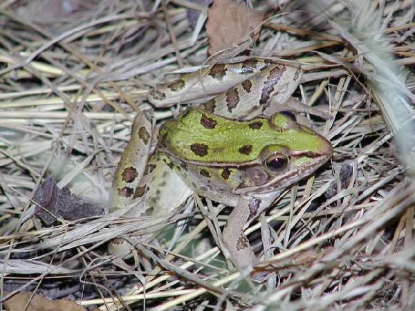  Rana sphenocephala utricularius ID = 