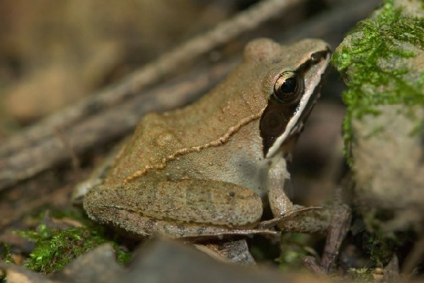  Rana sylvatica ID = 