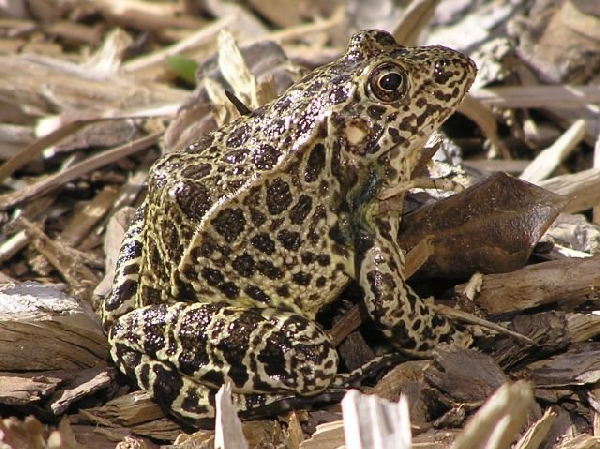  Rana areolata ssp. ID = 