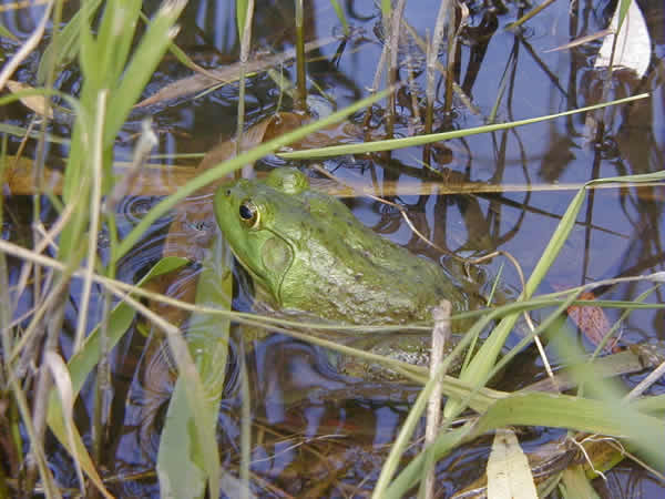  Rana catesbeiana ID = 