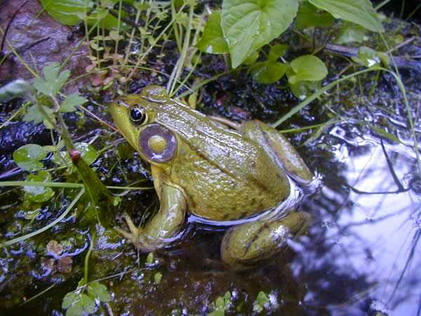  Rana clamitans melanota ID = 