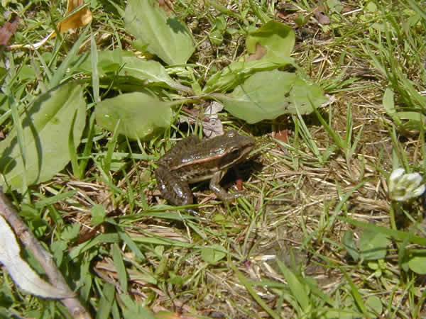  Rana pipiens ID = 