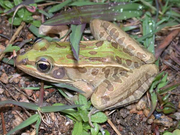  Rana spenocephala ID = 