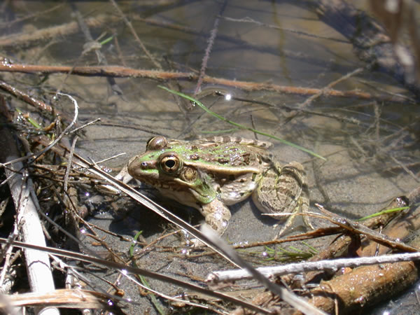  Rana berlanderi ID = 