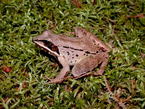  Rana sylvatica ID = 