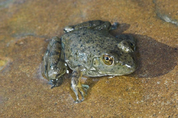  Rana catesbeiana ID = 