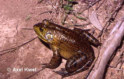  Rana catesbeiana ID = 