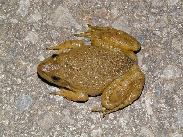  Rana catesbeiana ID = 