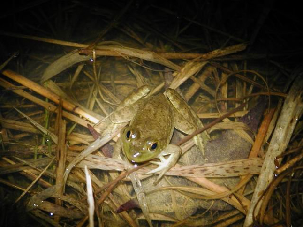  Rana catesbeiana ID = 