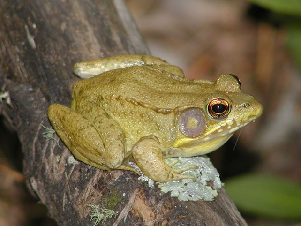  Rana clamitans ssp. ID = 