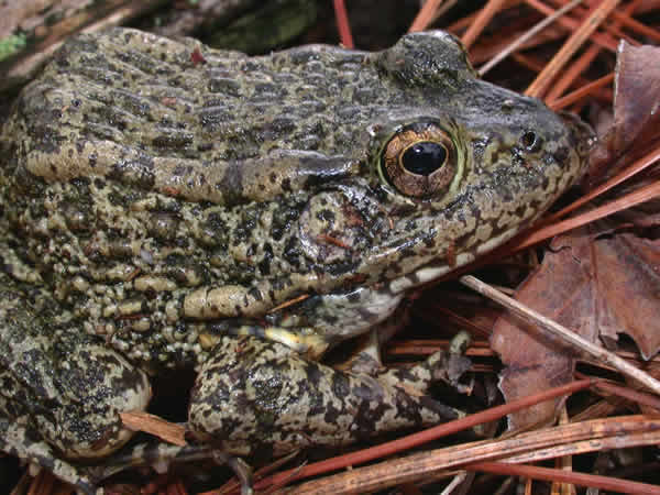  Rana areolata ssp. ID = 