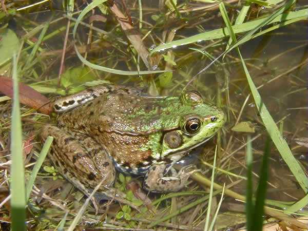  Rana clamitans ssp. ID = 