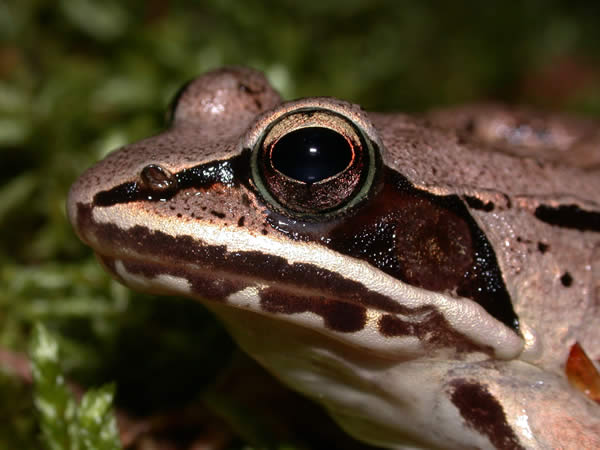  Rana sphenocephala utricularius ID = 