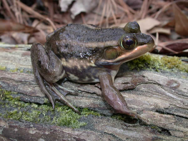  Rana sylvatica ID = 