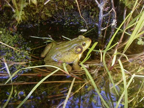  Rana clamitans melanota ID = 