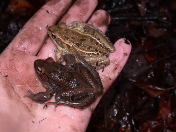  Rana spenocephala ID = 