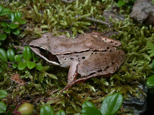  Rana sylvatica ID = 