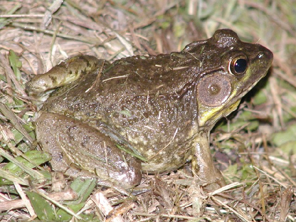  Rana catesbeiana ID = 