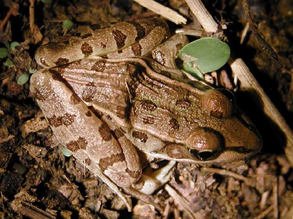  Rana sphenocephala utricularius ID = 