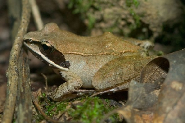  Rana sylvatica ID = 