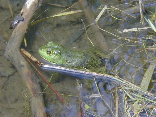  Rana catesbeiana ID = 