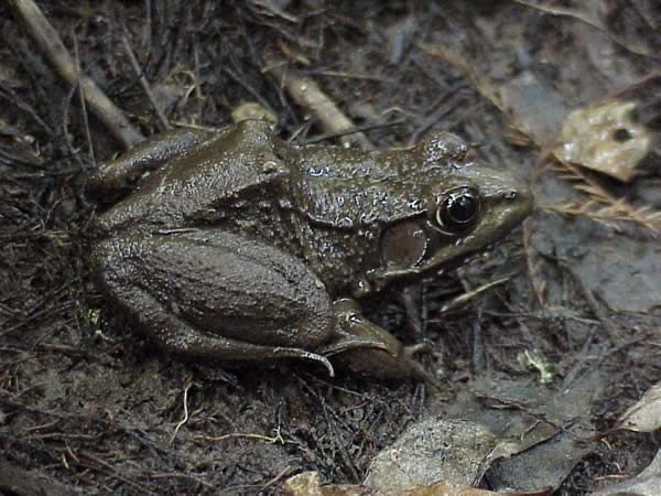  Rana clamitans clamitans ID = 