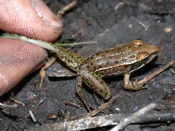  Rana spenocephala ID = 